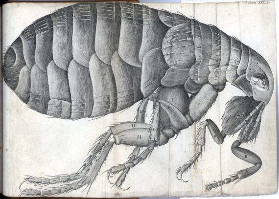 Engraving of a flea from Robert Hooke's Micrographia of 1665