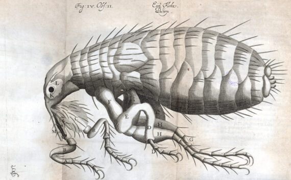 Engraving of a flea from Griendel's Micrographia Nova of 1687